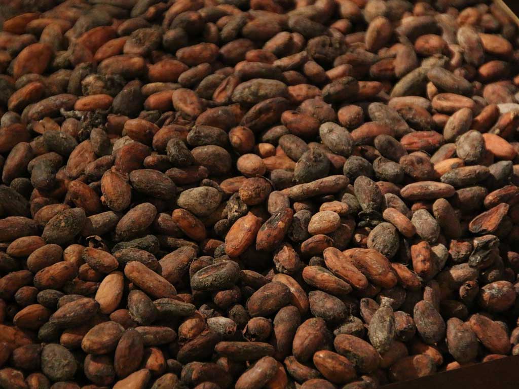 fève de cacao