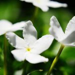 Fleur de jasmin - huile essentielle bio pour la cuisine