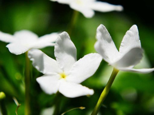 Fleur de jasmin - huile essentielle bio pour la cuisine