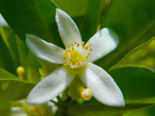 Fleur d'oranger - huile essentielle bio pour la cuisine