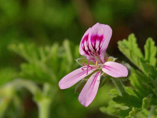 Géranium Bourbon - huile essentielle bio pour la cuisine