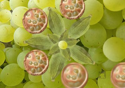 Amandines aux raisins et cardamome