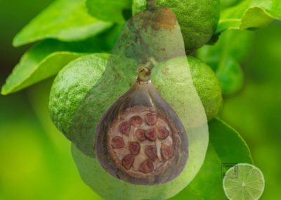 Poire, figue et bergamote sur sablé noisette