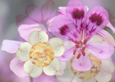 Délice de poires fleuri au géranium Bourbon