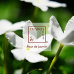 fleur jasmin - absolue culinaire